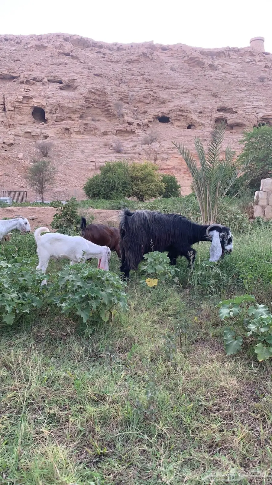 عنز عارضيه صنف. متبع ب تيس فاخر index