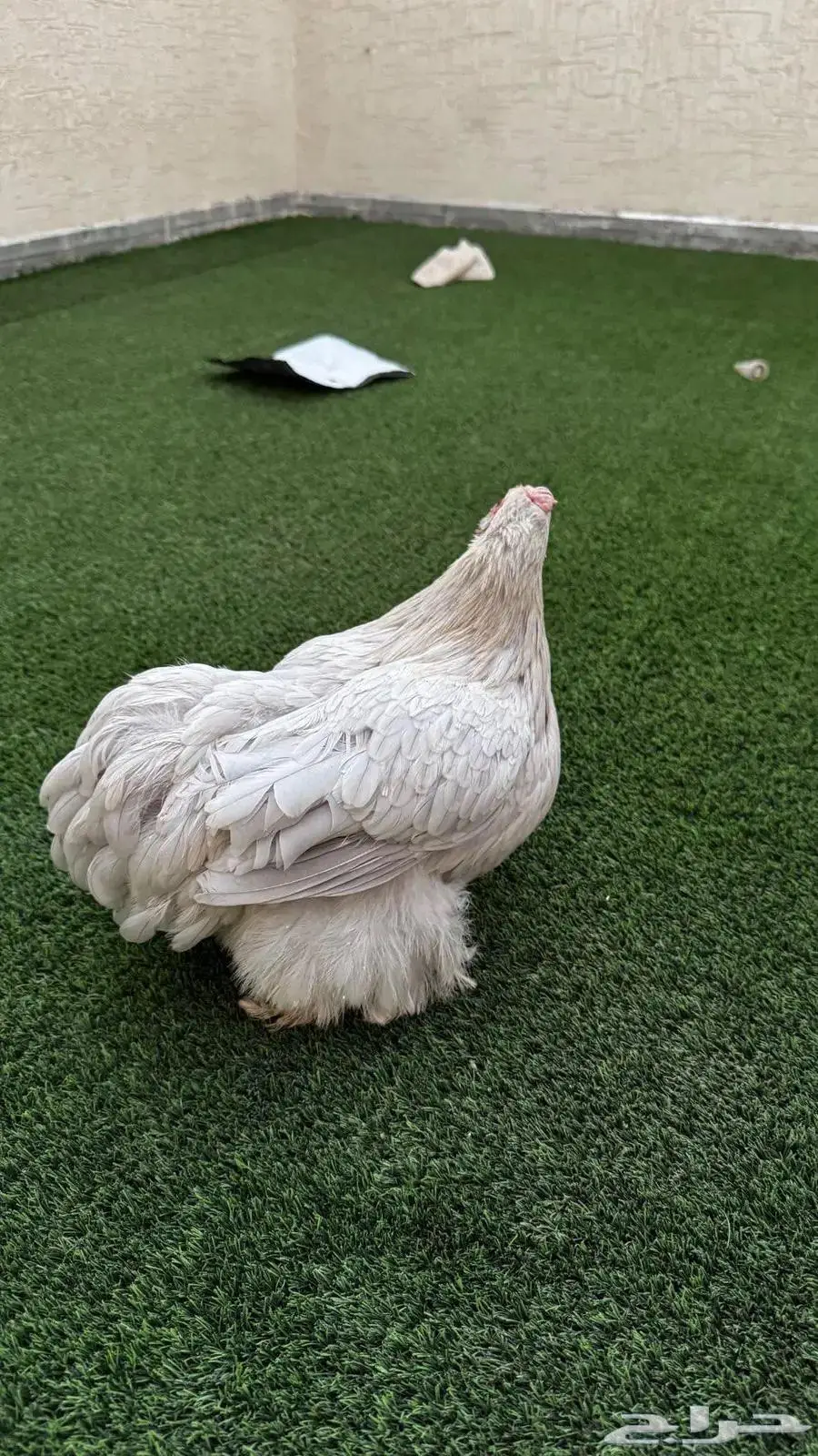 للبيع دجاجه كوشن لافندر بياضه 2