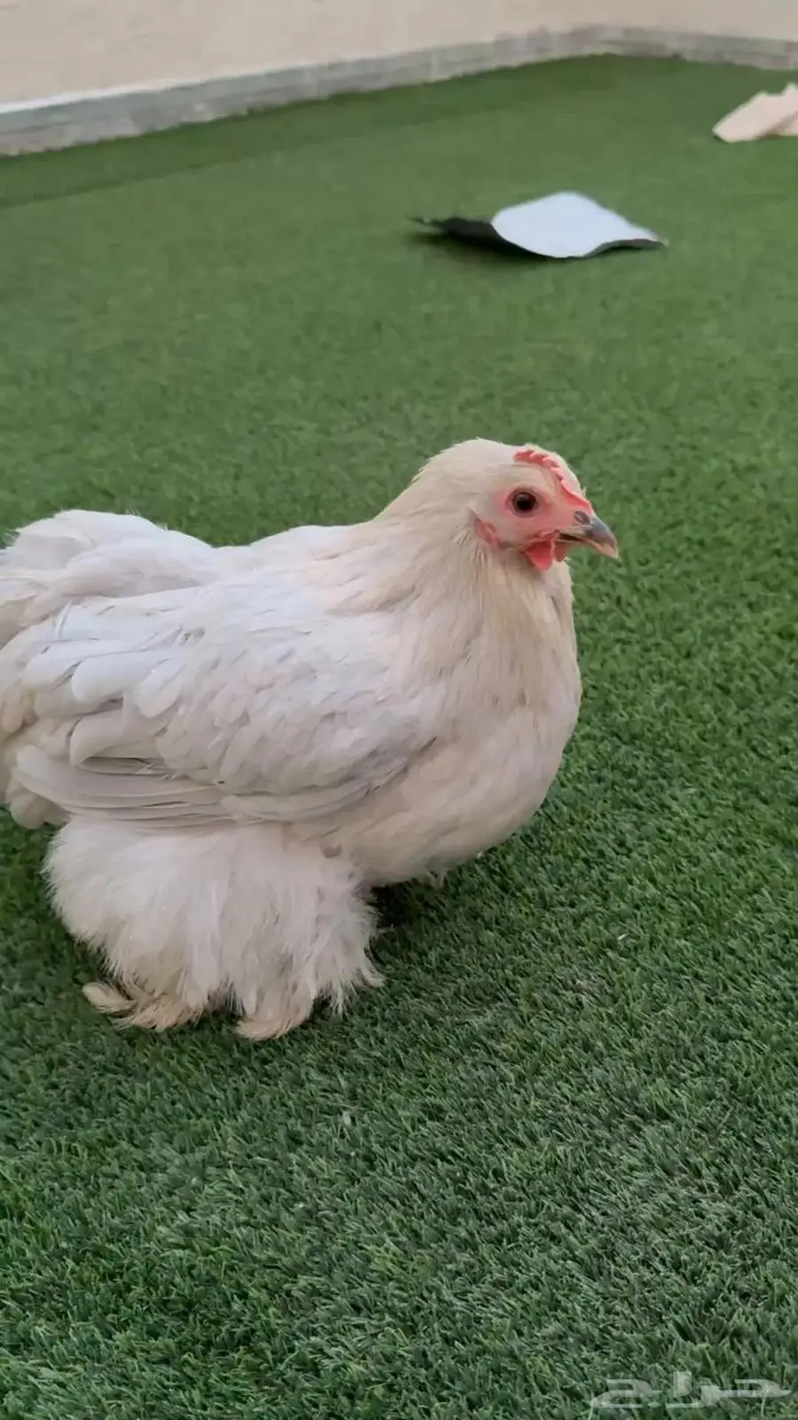للبيع دجاجه كوشن لافندر بياضه 3