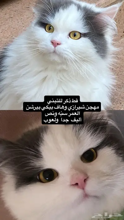 قط للتبني بقريات أليف جدا  شيرازي مهجن 0