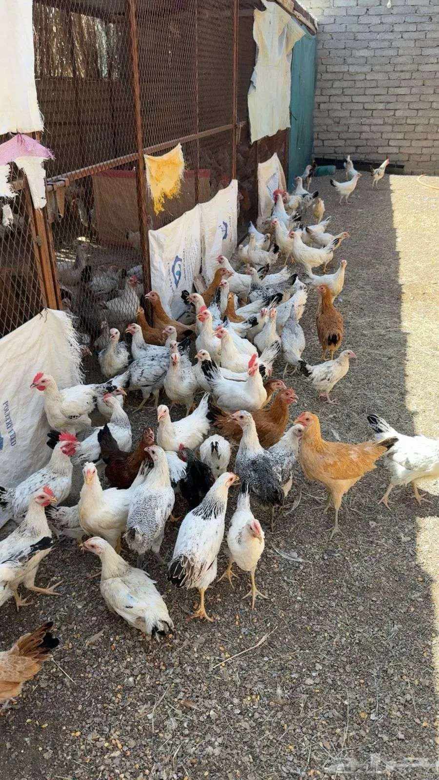 للبيع دجاج فرنسيي كولومبي ابيض وفيومي شبابي 0