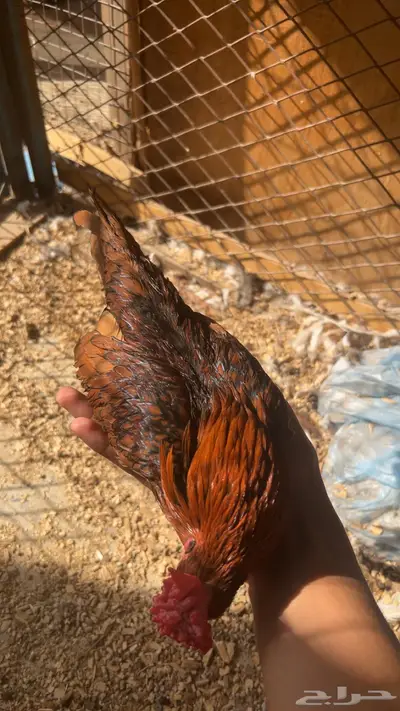 جوز سبرايت امريكي فاخر هزاز قصار مستوى توب ماشاءالله 8