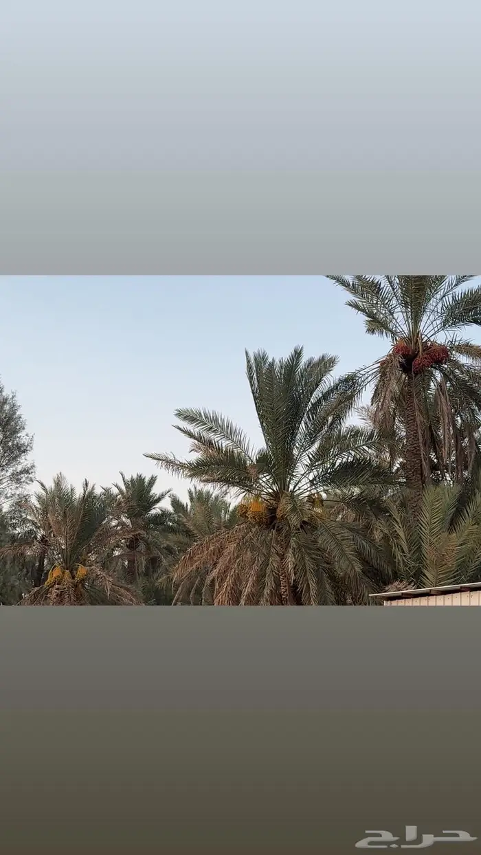 ثمر نخيل للبيع 2