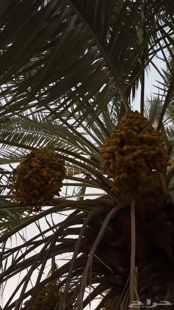 ثمر نخيل للبيع 1