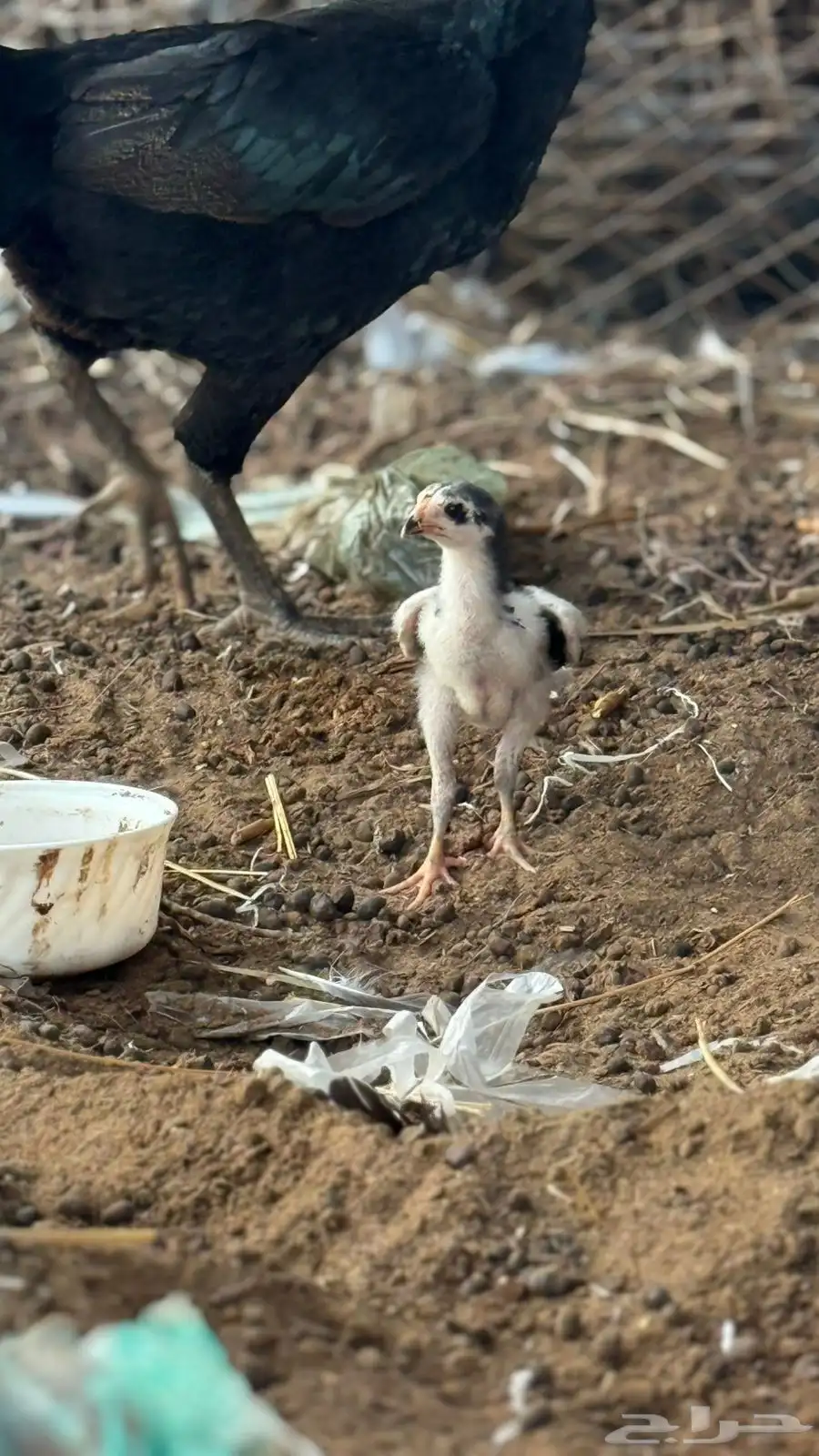 دجاجه شامو مع فرخها 1