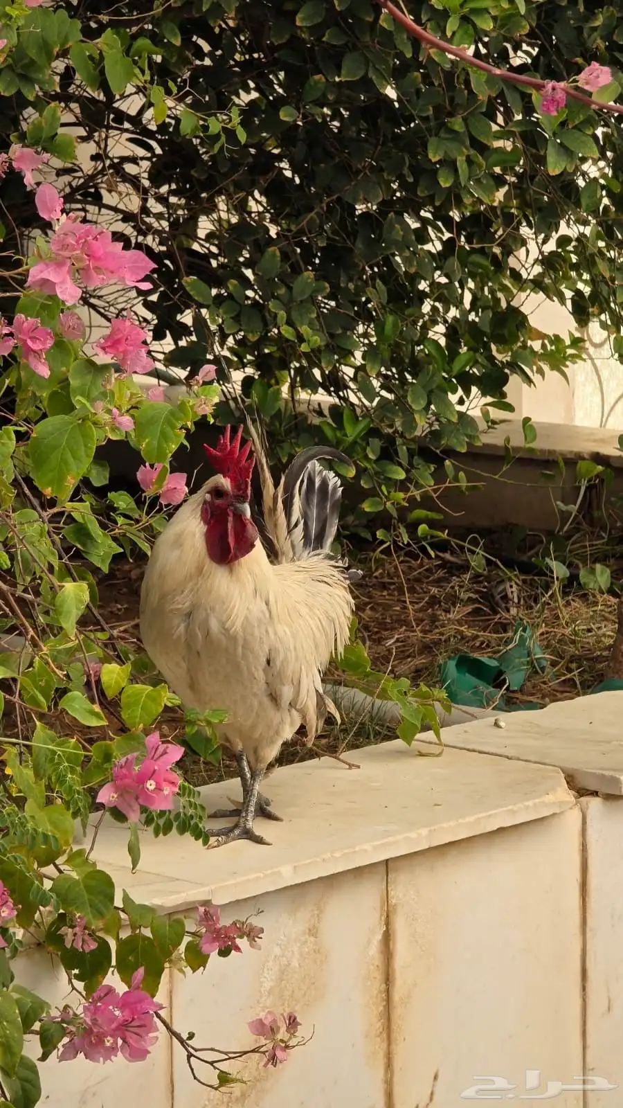 ديك بلدي البيض 0