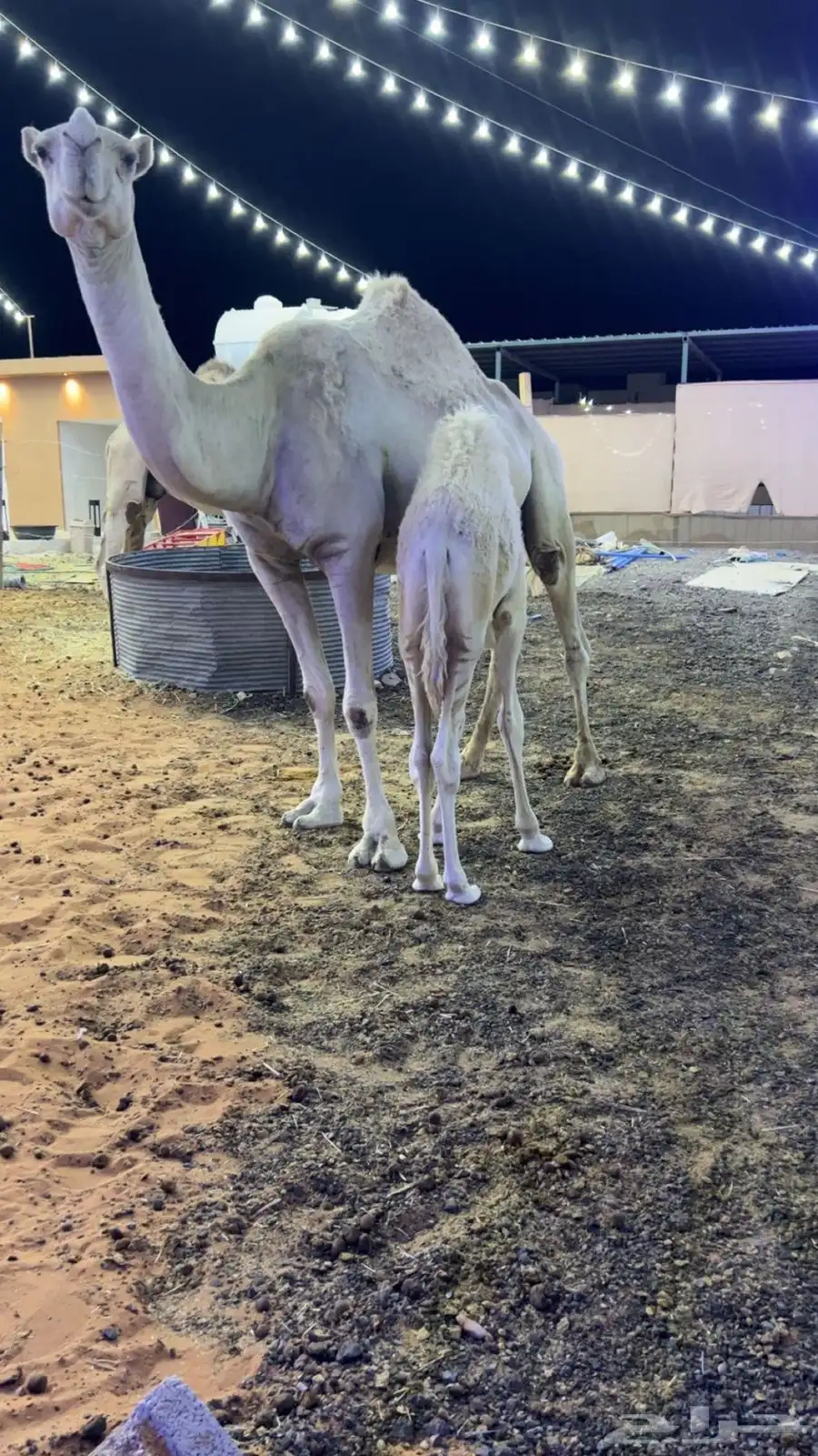 خلفه وضحا 2