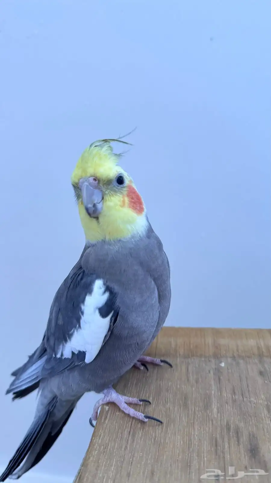 جوز كروان اليف 0