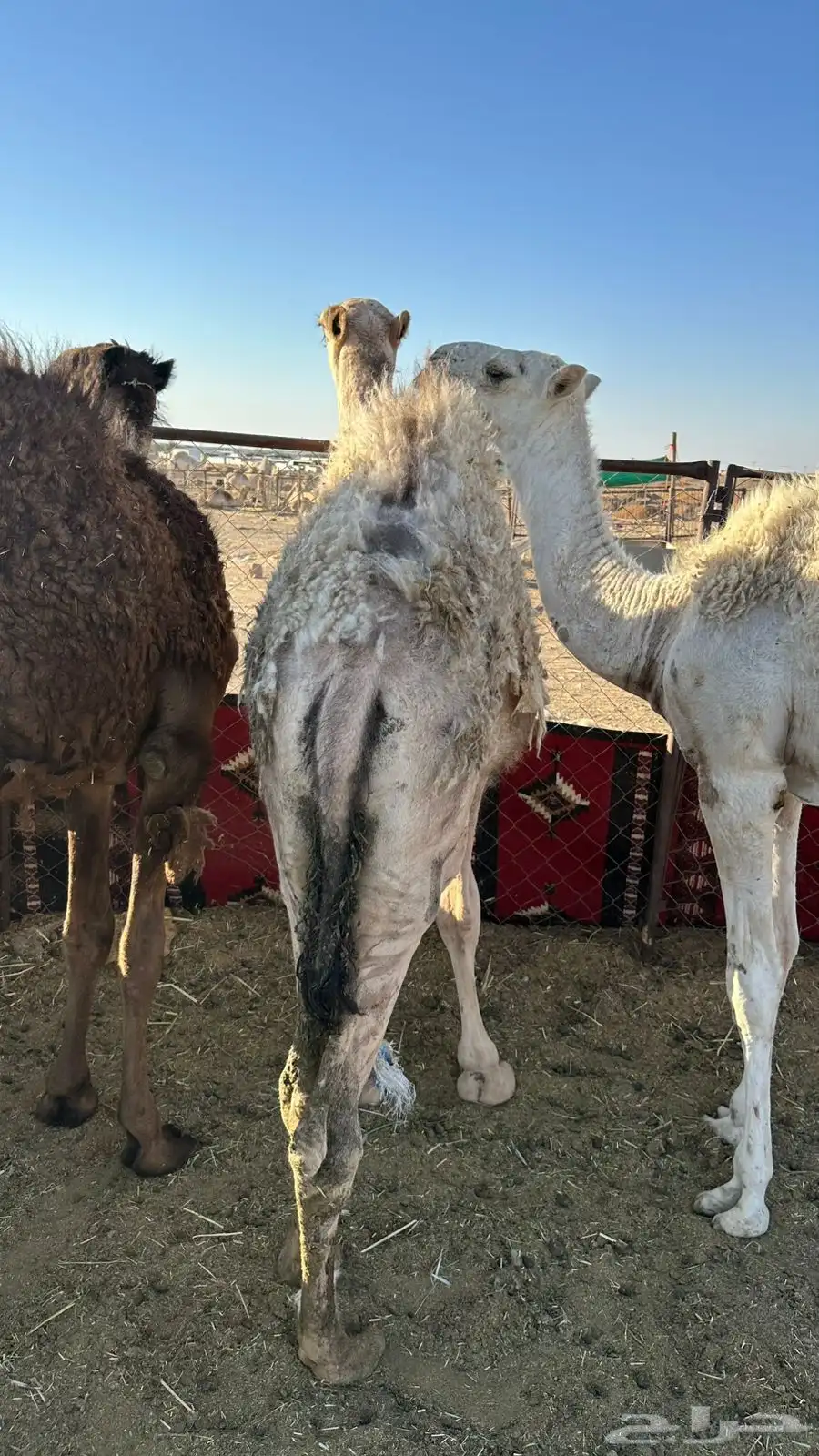 قعدان لبيع العمر5شهور 6