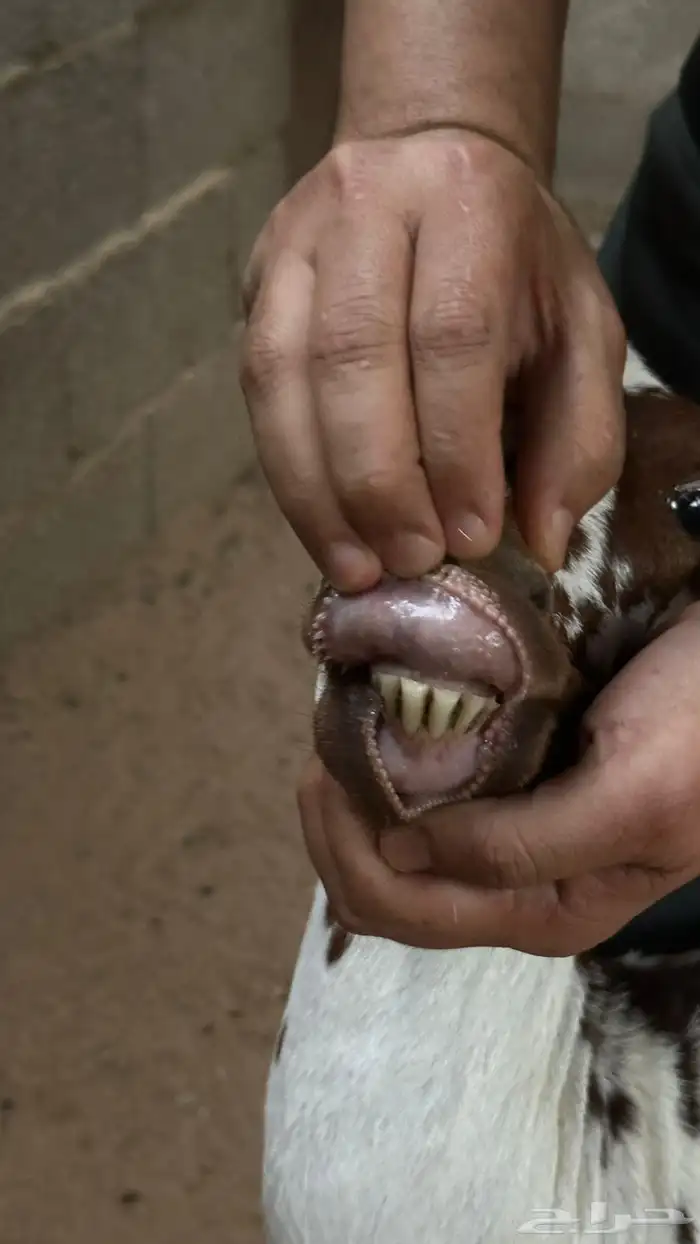 ماعز صلالي منتج بيور معها جفرتين 0