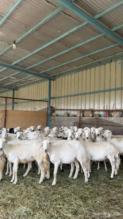 غنم 2
