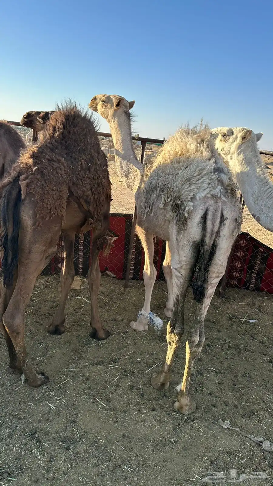 قعدان لبيع العمر5شهور 5