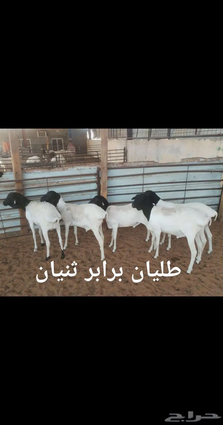 ذبايح ثلاجه 5