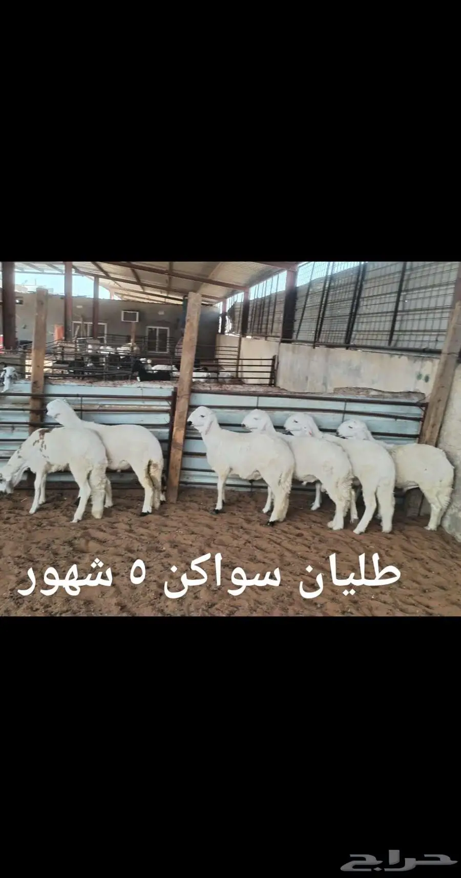 ذبايح ثلاجه 3