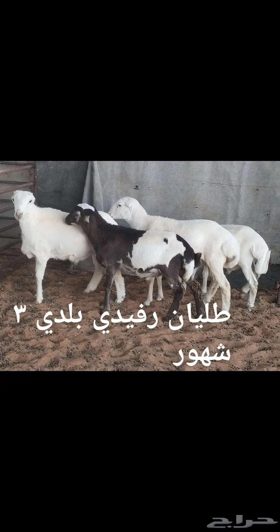 ذبايح ثلاجه 2