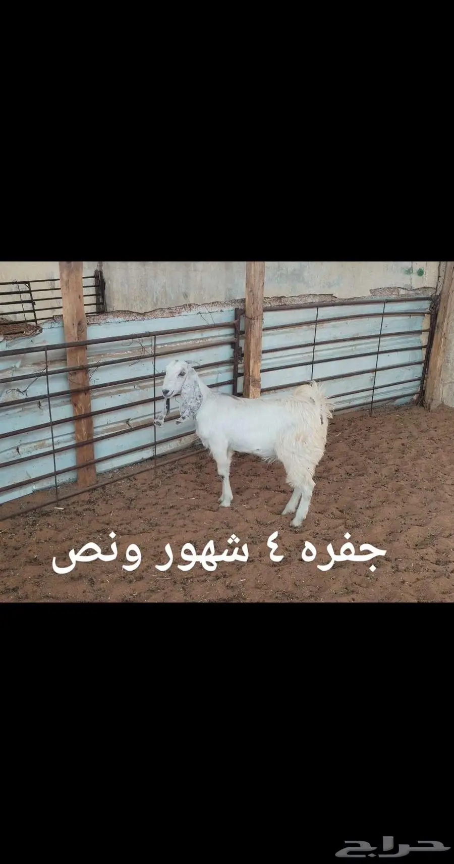 ذبايح ثلاجه 1