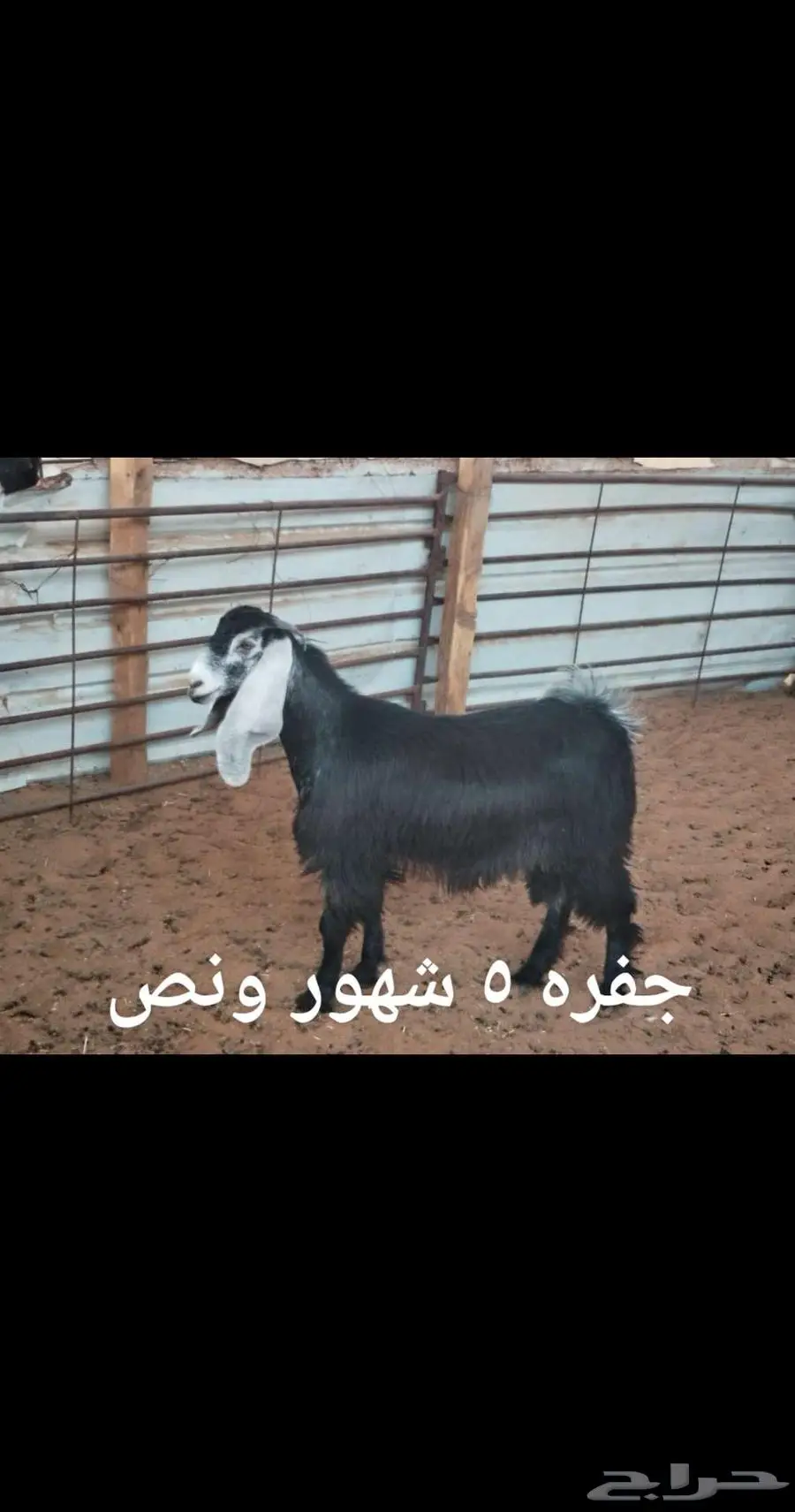 ذبايح ثلاجه 0