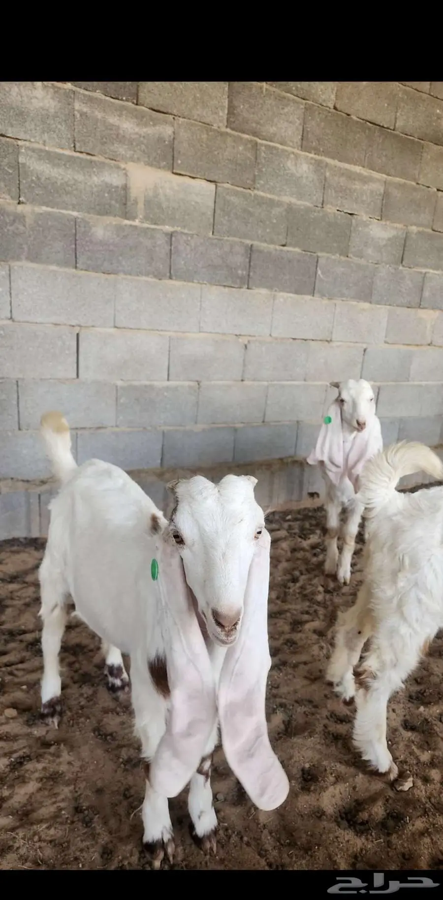 تيوس هجين هولندي مع عارضي 4