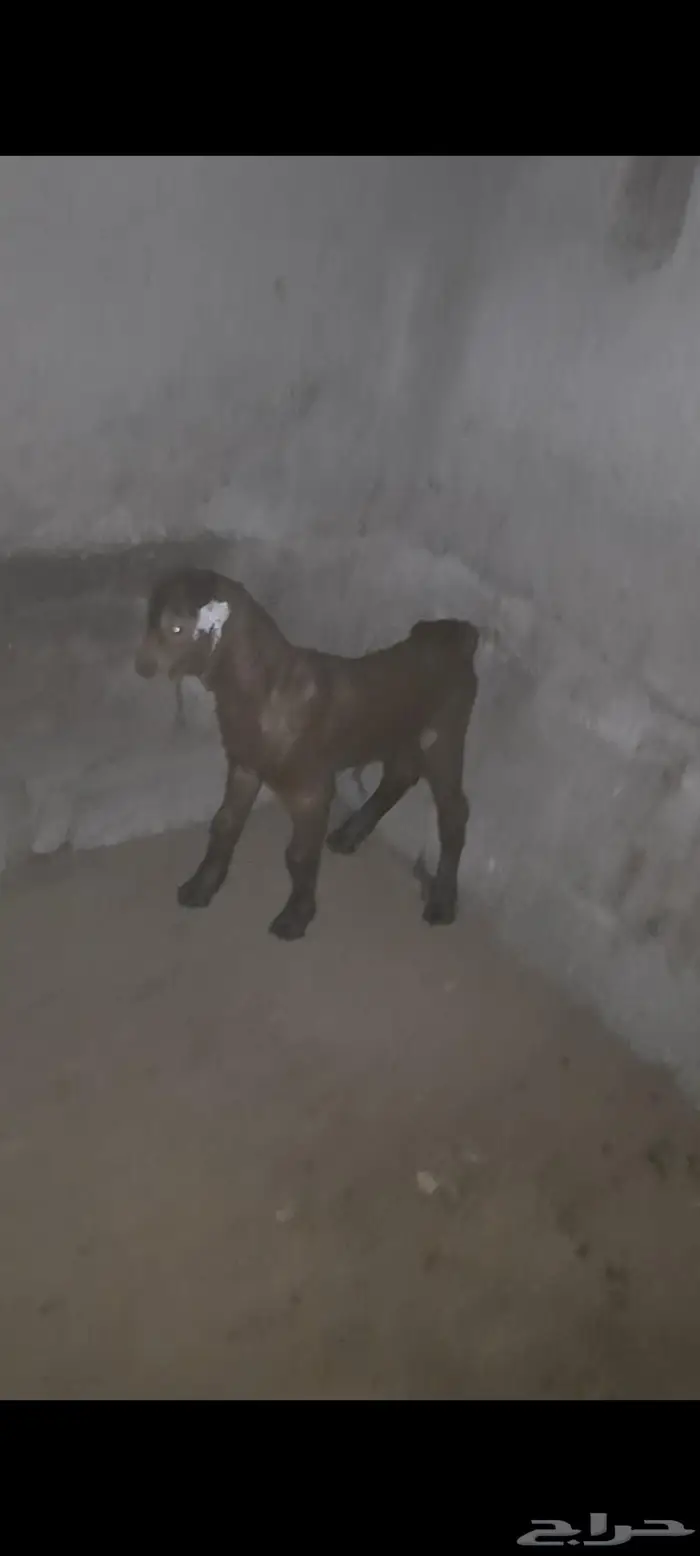 ماعز شاه خلفه دبساء وشحاء جنب 4