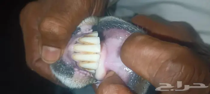 نعجه منتوج 3