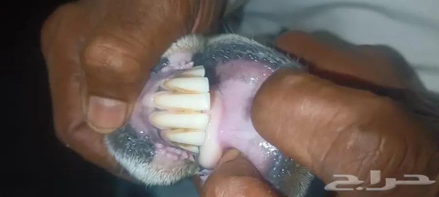 نعجه منتوج 3