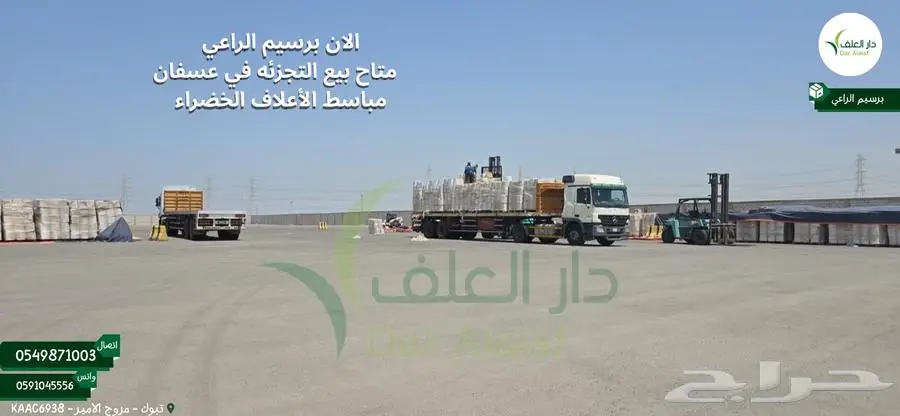 برسيم الراعي في عسفان 0