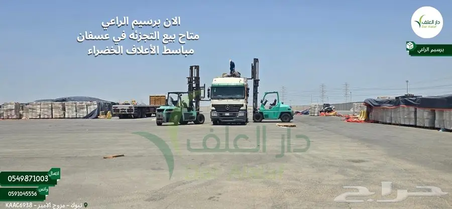برسيم الراعي في عسفان 2