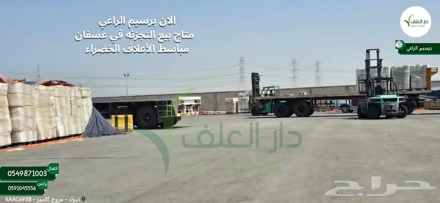 برسيم الراعي في عسفان 1