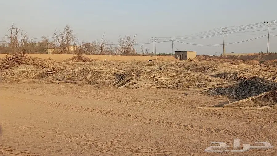 جريد نخل  سعف   عسيب 1
