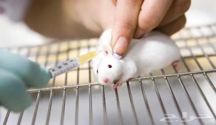 فئران مختبرات بيضاء White mice 1