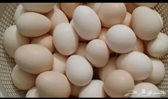 مطلوب بيض بلدي 0