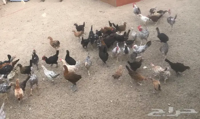 دجاج بلدي 0