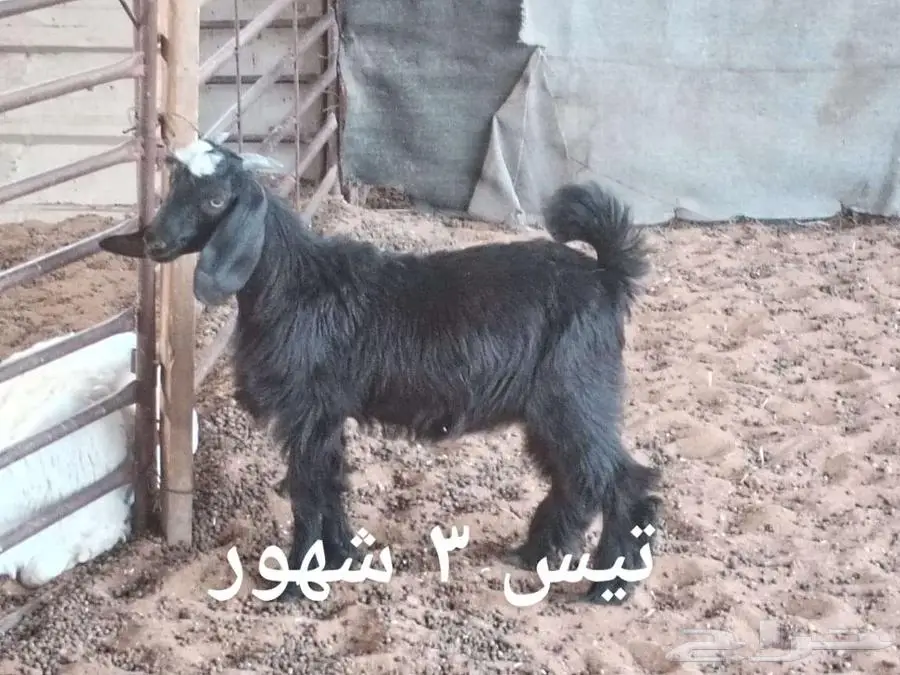 ذبايح ثلاجه 6
