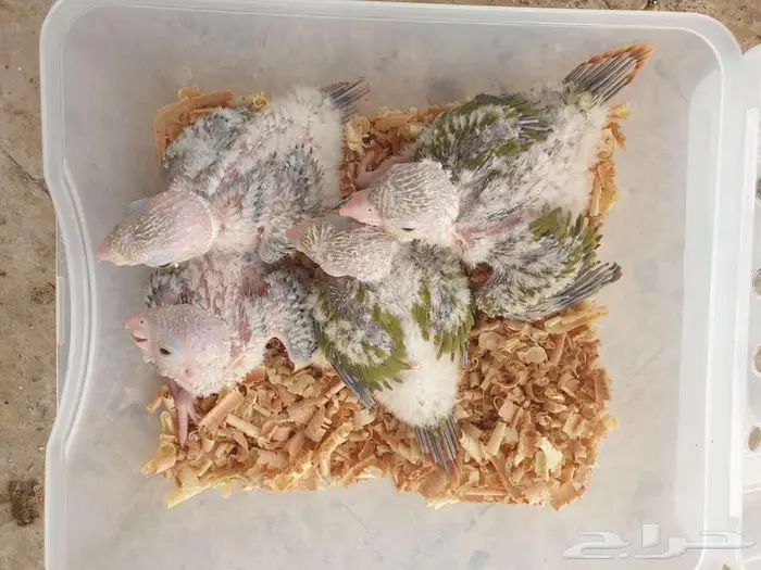 فروخ كنيور اناناس تم البيع بالكامل 0