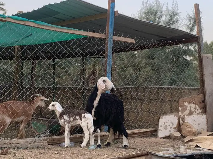 نجدية متبع بخروف خصم 0