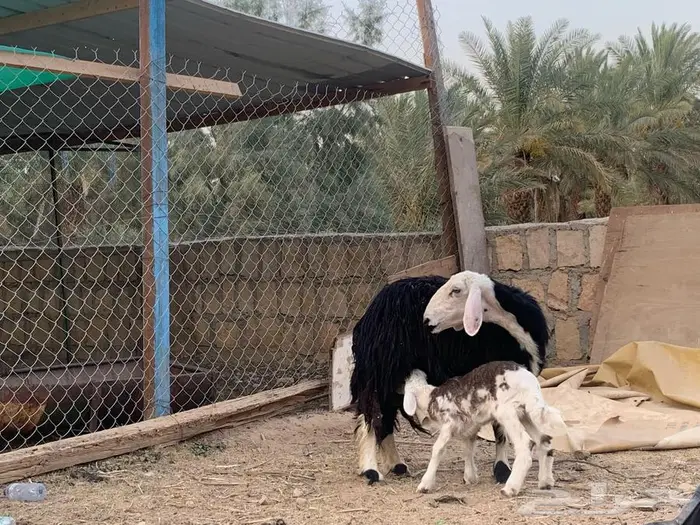 نجدية متبع بخروف خصم 2