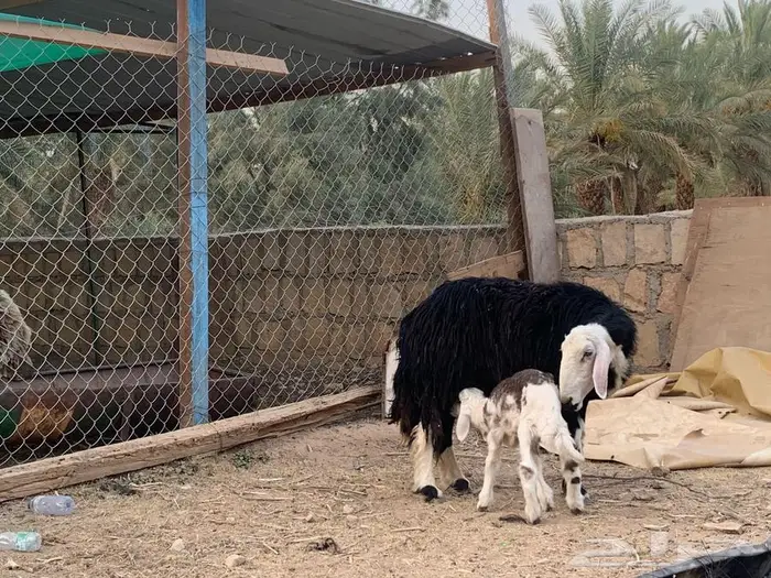 نجدية متبع بخروف خصم 1