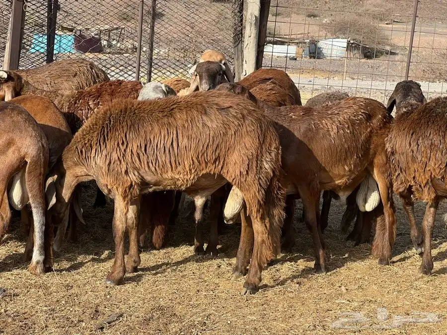 طليان سواكن ذبيح طيبه 3