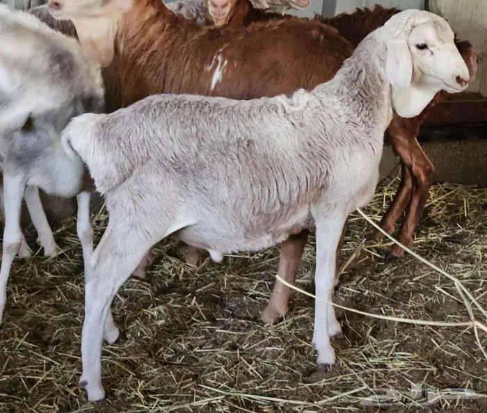 برابر 1
