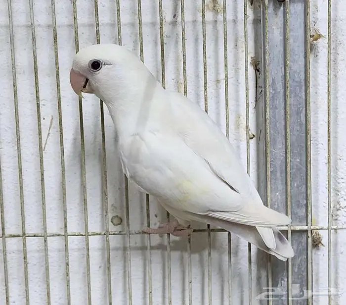 روز ألبينو 1