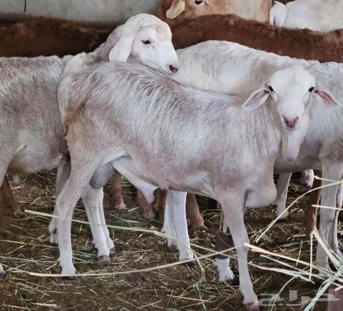 برابر 3