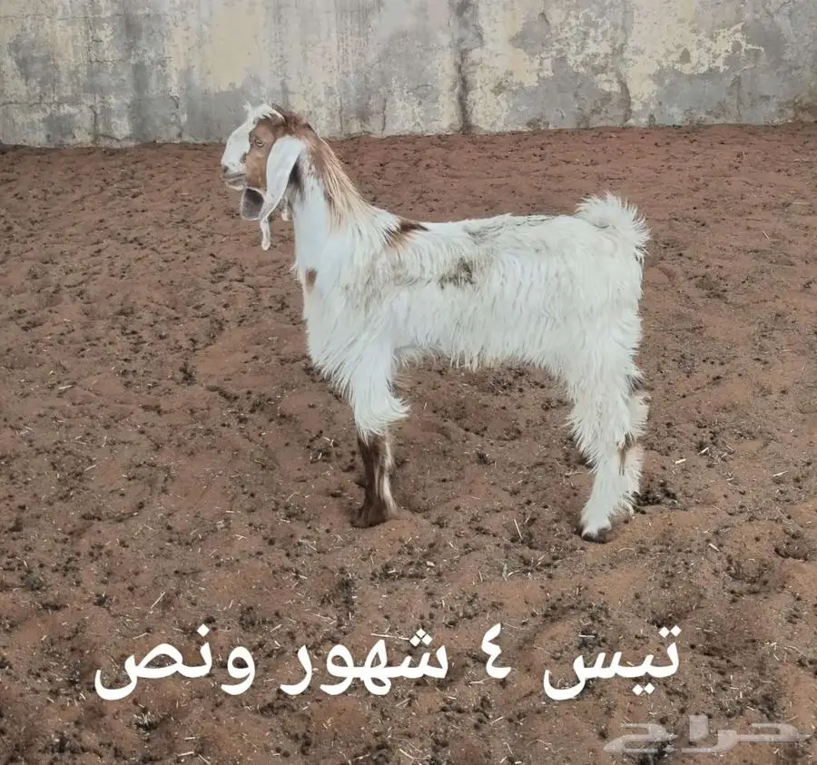 ذبايح ثلاجه 4