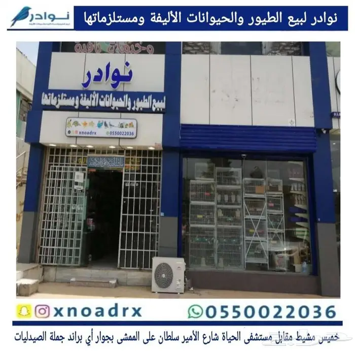 محل نوادر لبيع الطيور خميس مشيط 60