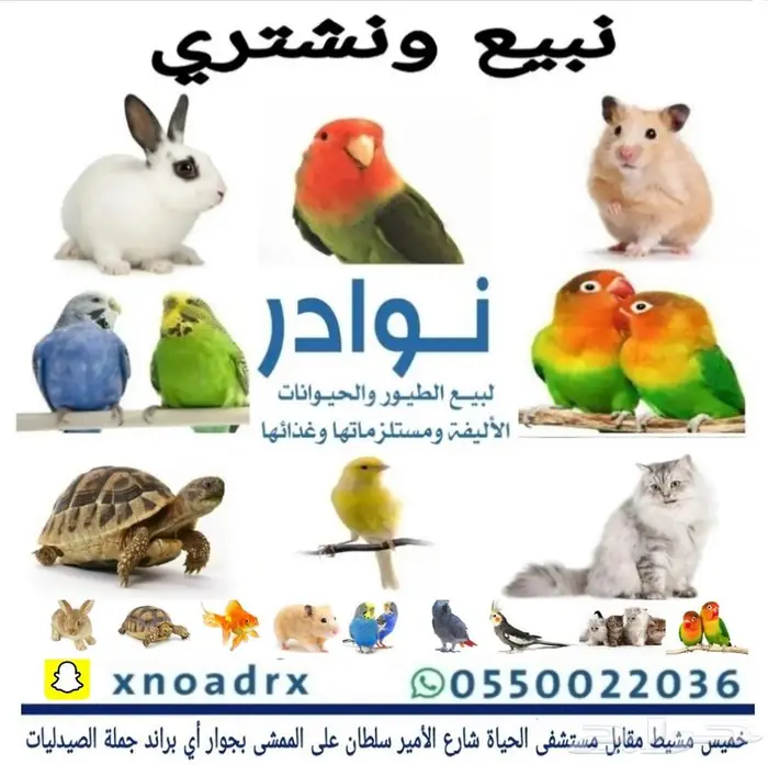 محل نوادر لبيع الطيور خميس مشيط 53