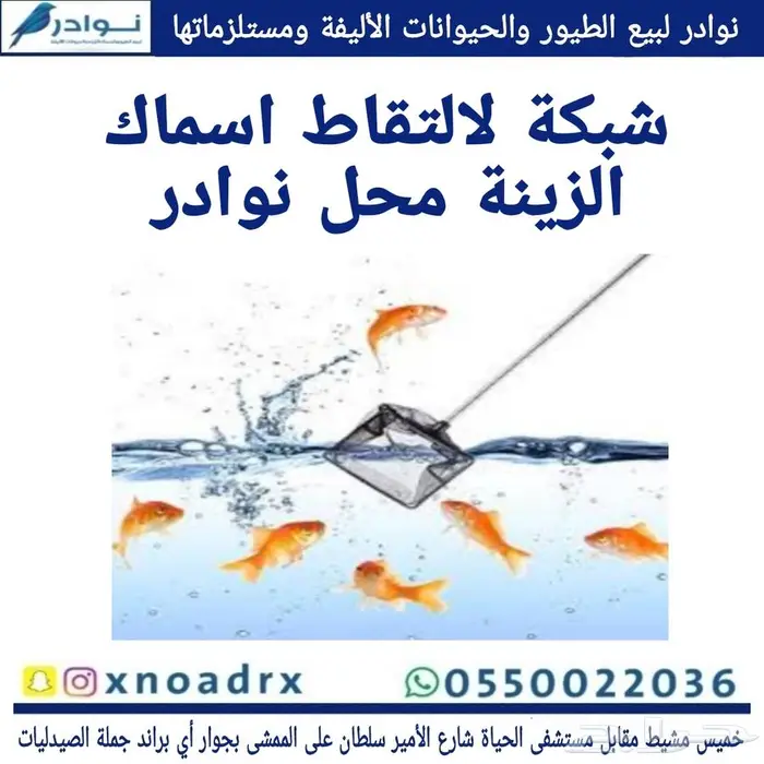 محل نوادر لبيع الطيور خميس مشيط 44