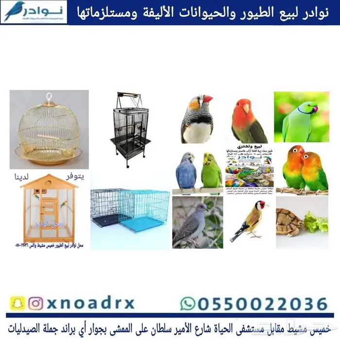 محل نوادر لبيع الطيور خميس مشيط 40