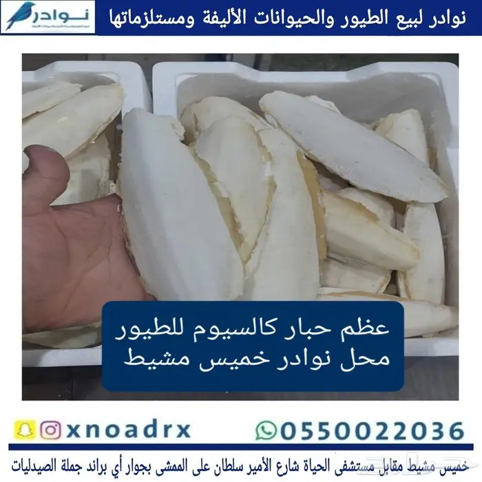 محل نوادر لبيع الطيور خميس مشيط 11