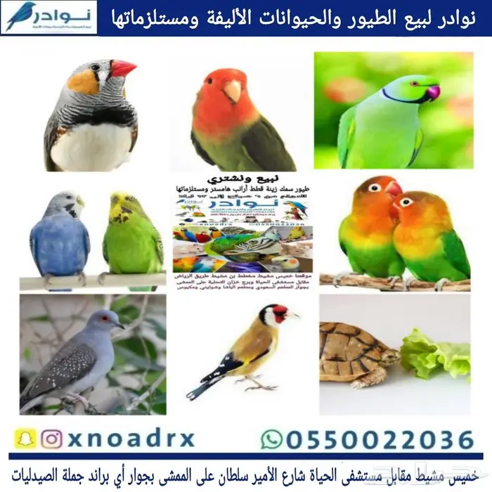 محل نوادر لبيع الطيور خميس مشيط 16