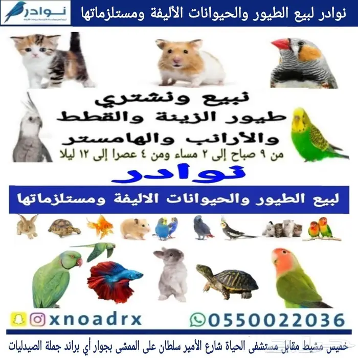 محل نوادر لبيع الطيور خميس مشيط 59