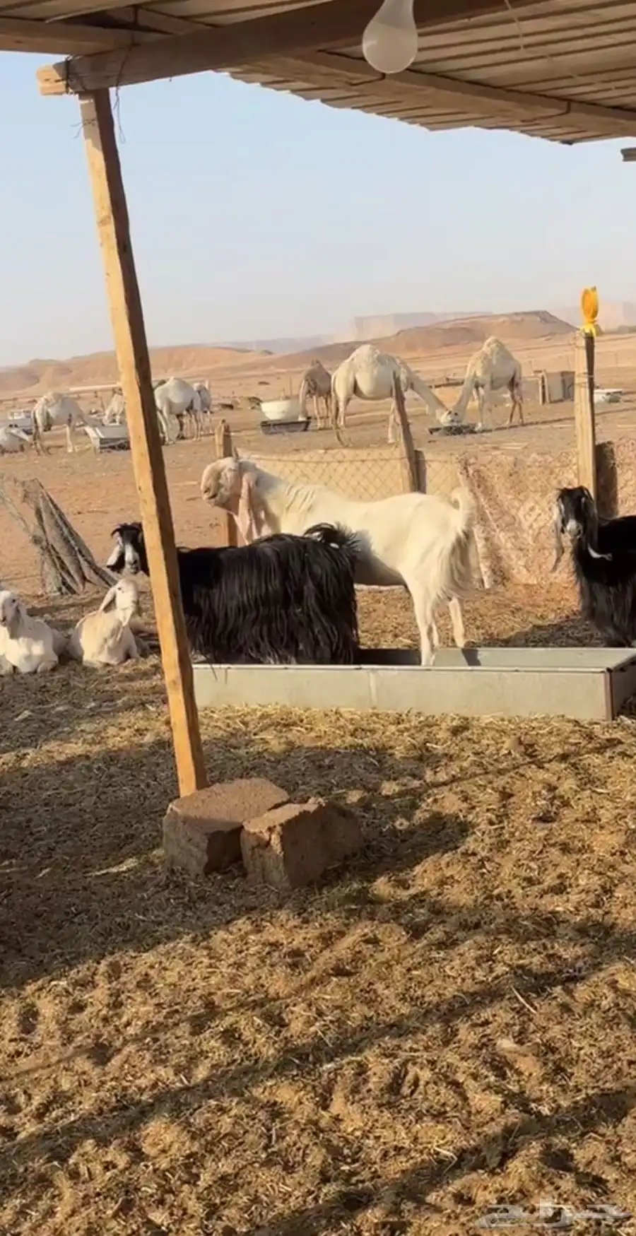 فحل ابرص نادر بناته عندي وحارر 0